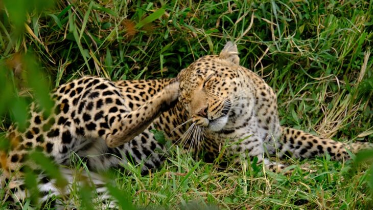 [ケニア] マサイ・マラ国立保護区でサファリ 大草原と野生動物に感動！
