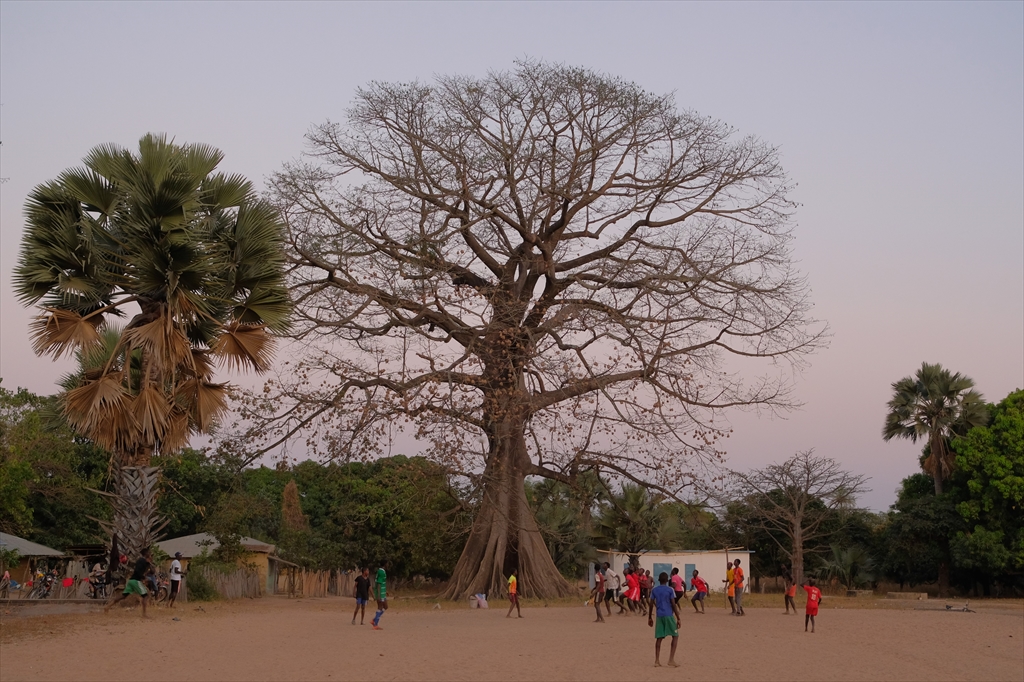 [セネガル] カサマンス地方北西部 豊かな大自然と心に響く音楽と踊り