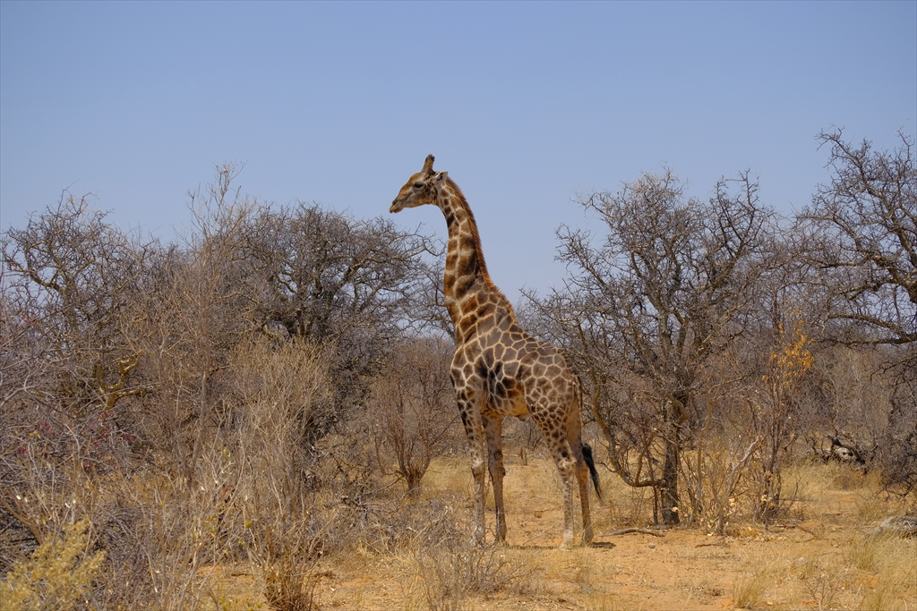 [ナミビア] ナミビア入国 オシャンカティからエトーシャ国立公園へ